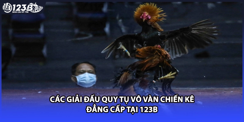 Các giải đấu quy tụ vô vàn chiến kê đẳng cấp tại 123B