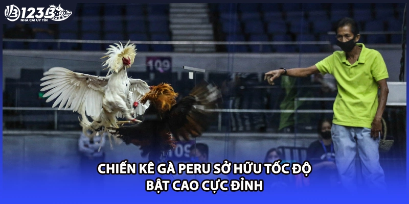 Chiến kê gà Peru sở hữu tốc độ bật cao cực đỉnh 