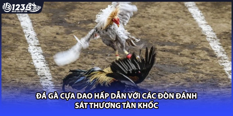 Đá gà cựa dao hấp dẫn với các đòn đánh sát thương tàn khốc
