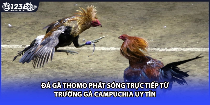 Đá gà thomo phát sóng trực tiếp từ trường gà Campuchia uy tín