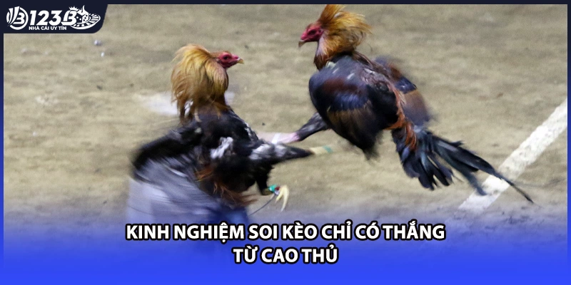 Kinh nghiệm soi kèo chỉ có thắng từ cao thủ