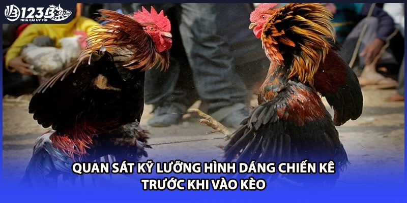 Quan sát kỹ lưỡng hình dáng chiến kê trước khi vào kèo
