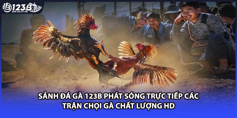Sảnh đá gà 123B phát sóng trực tiếp các trận chọi gà chất lượng HD