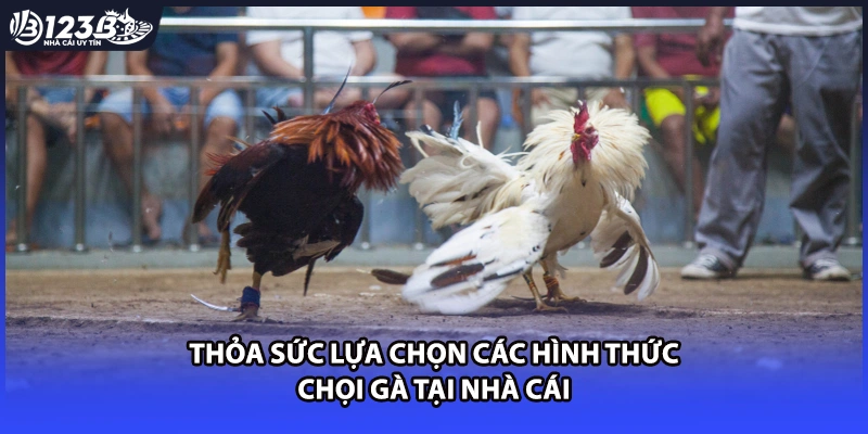 Thỏa sức lựa chọn các hình thức chọi gà tại nhà cái